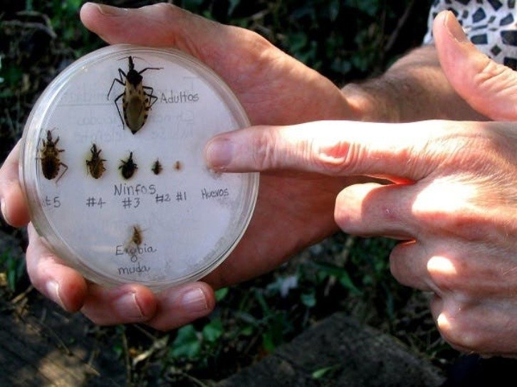 Sleeping sickness or tsetse fly bite. Photo: EFE